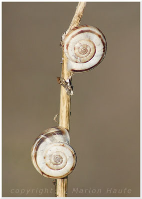 Unbestimmte Schnecke, 25.08.2016, Staaken