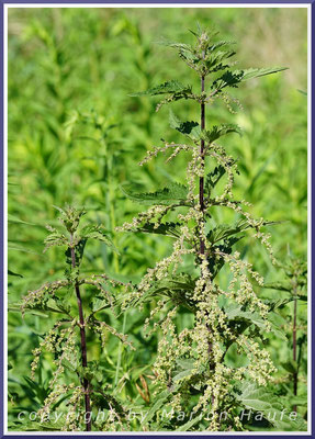 Nahrungspflanze der Raupen - die Große Brennessel (Urtica dioica)