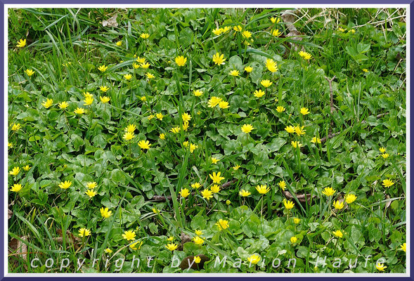 Die zarten Blätter des Scharbockskrauts (Ficaria verna) enthalten Vitamin C und erscheinen schon früh im Jahr.