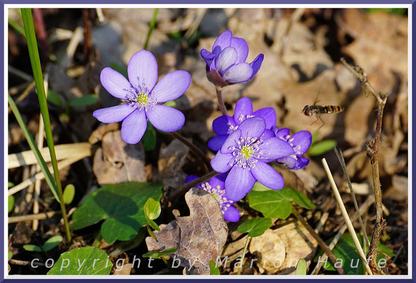 Das Leberblümchen (Hepatica nobilis) bevorzugt kalkhaltige Waldböden und ist vielerorts bereits verschwunden.