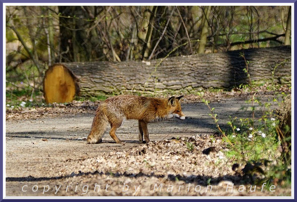 Auf einem Waldweg ist der Rotfuchs auf Mäusepirsch, April, Land Brandenburg.