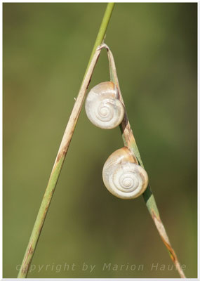 Unbestimmte Schnecke, 26.07.2016, Staaken