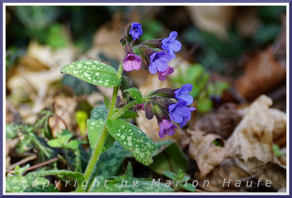 Wie das Leberblümchen wurde auch das Gefleckte Lungenkraut (Pulmonaria officinalis) als Heilpflanze genutzt.
