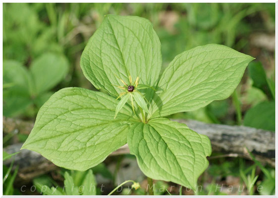 Vierblättrige Einbeere  (Paris quadrifolia), 02.05.2015, Brieselang/Land Brandenburg