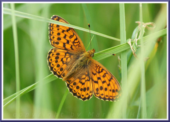 Mädesüß-Perlmutterfalter (Brenthis ino), 14.06.2015, Land Brandenburg