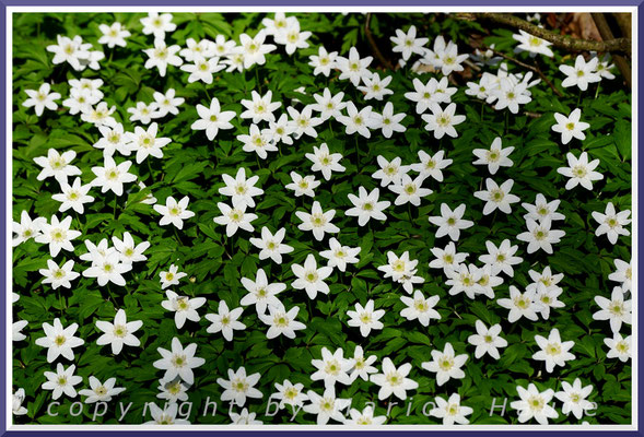 Das Weiße Buschwindröschen (Anemone nemorosa) bildet in Laubwäldern oft ausgedehnte Blütenteppiche.