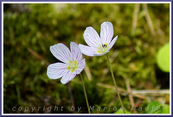 Der Wald-Sauerklee (Oxalis acetosella) gedeiht häufig in feuchten, nährstoffreichen Wäldern.