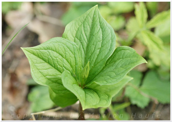 Vierblättrige Einbeere  (Paris quadrifolia), 02.05.2015, Brieselang/Land Brandenburg