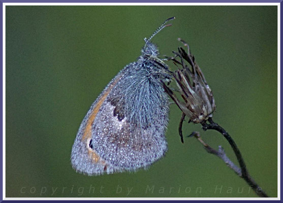 Kleines Wiesenvögelchen (Coenonympha pamphilus), 03.09.2017, Staaken/Berlin