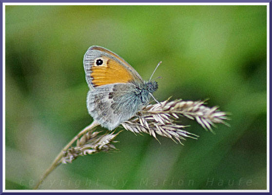 Kleines Wiesenvögelchen (Coenonympha pamphilus), 21.07.2017, Staaken/Berlin