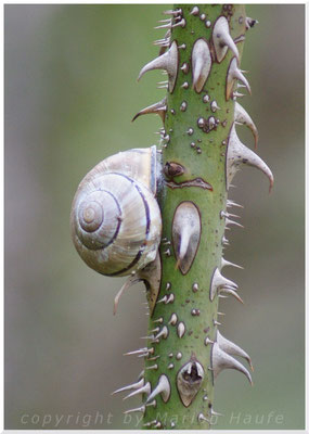 Unbestimmte Schnecke, 16.04.2016, Staaken