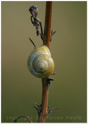 Unbestimmte Schnecke, 03.05.2016, Feldflur Lobbe/Rügen