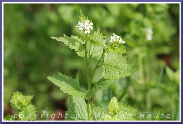 Die Knoblauchsrauke (Alliaria petiolata) ist eine Pflanze der Wegränder im Wald.