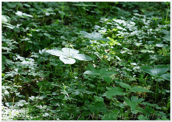 Vierblättrige Einbeere  (Paris quadrifolia), 15.05.2015, Brieselang/Land Brandenburg