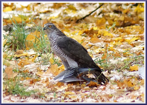 Habicht (Accipiter gentilis) mit geschlagener Ringeltaube, 08.10.2016, Staaken/Berlin