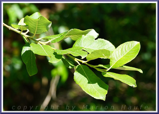 Blätter der Salweide  (Salix caprea)