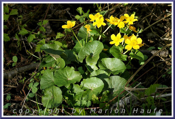 Dort, wo Wälder von Gräben durchzogen sind, kann man die schöne Sumpfdotterblume (Caltha palustris) bestaunen.