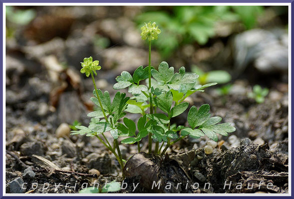 Selten und schwer zu entdecken: das zierliche Moschuskraut (Adoxa moschatellina).