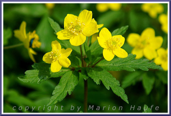 Das Gelbe Buschwindröschen (Anemone ranunculoides) ist seltener als das Weiße Buschwindröschen und trägt meist mehre Blüten an einem Stiel.