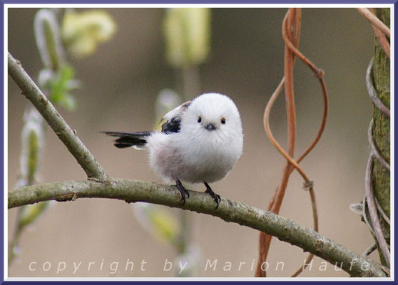 Schwanzmeise (Aegithalos caudatus caudatus) - Typ caudatus, 05.04.2016, Staaken/Berlin