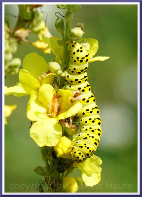 Raupe des Späten Königskerzen-Mönchs (Cucullia lychniti) in einer Mehligen Königskerze (Verbascum lychnitis), Juli 2019, Staaken/Berlin