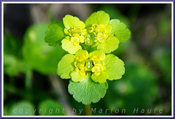 Das Wechselblättrige Milzkraut (Chrysosplenium alternifolium) ist eine Pflanze feuchter Waldstandorte.