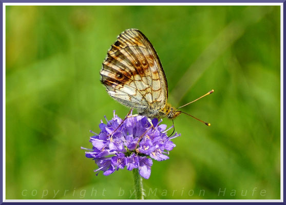 Mädesüß-Perlmutterfalter (Brenthis ino), 22.06.2019, Land Brandenburg