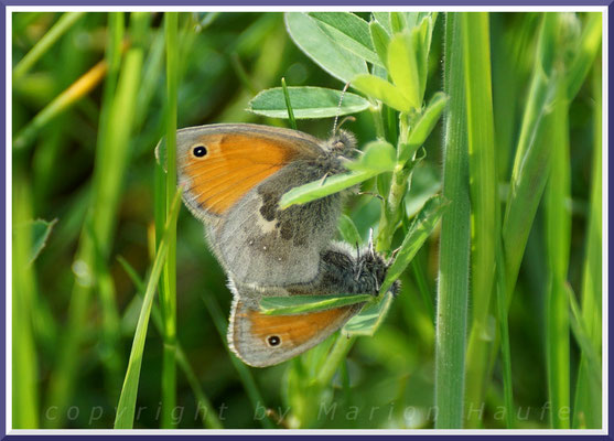 Kleine Wiesenvögelchen (Coenonympha pamphilus) - Paarung, 28.05.2019, Alt-Reddevitz/Rügen