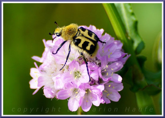 Gebänderte Pinselkäfer (Trichius fasciatus) auf Gemeiner Grasnelke (Armeria maritima), Juli 2019, Staaken/Berlin