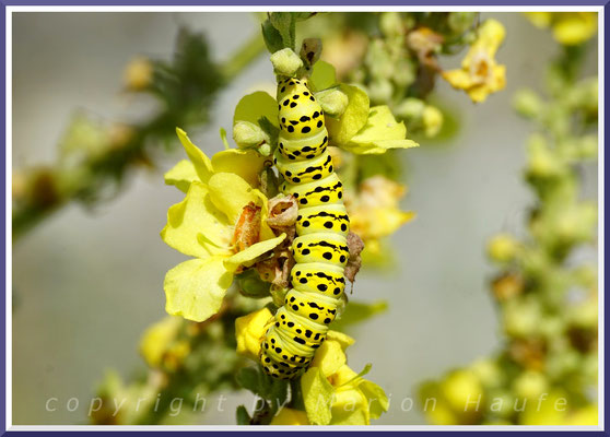 Raupe des Späten Königskerzen-Mönchs (Cucullia lychnitis), 13.07.2019, Staaken/Berlin