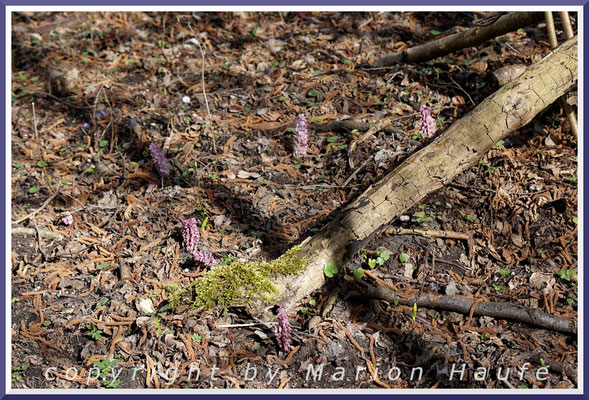 Gewöhnliche Schuppenwurz in ihrem Habitat, Land Brandenburg.