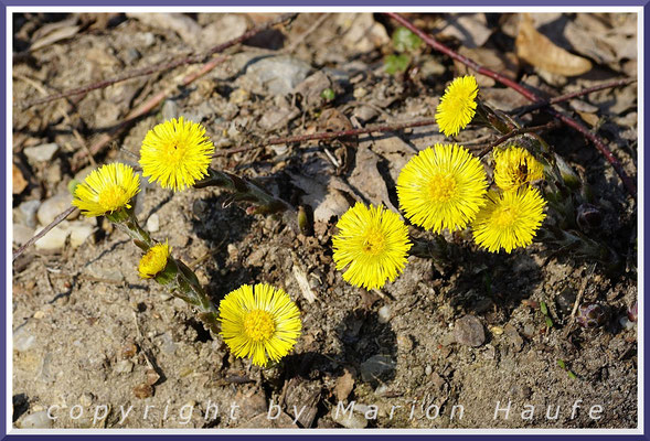 Der Huflattich (Tussilago farfara) ist nicht wirklich eine Waldpflanze, gedeiht aber gern am Rand von aufgeschütteten Waldwegen.