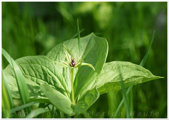 Vierblättrige Einbeere  (Paris quadrifolia), 02.05.2015, Brieselang/Land Brandenburg