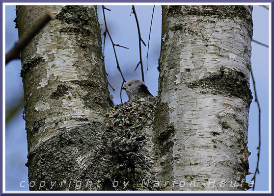 Schwanzmeisen-Paar (Aegithalos caudatus) beim Nestbau in einer Birke, 03.04.2020, Staaken/Berlin