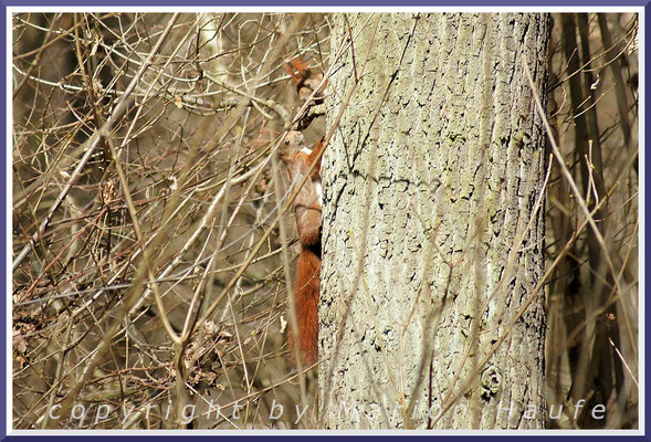 Eichhörnchen jagen sich wild um einen Baumstamm, April, Land Brandenburg.