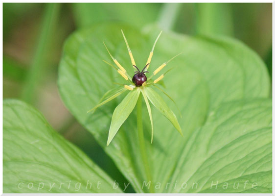 Vierblättrige Einbeere  (Paris quadrifolia), 15.05.2015, Brieselang/Land Brandenburg