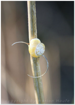 Unbestimmte Schnecke, 28.04.2016, Kap Wacholder/Rügen