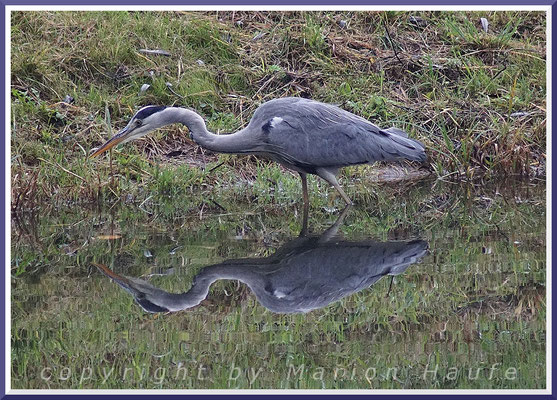  Graureiher (Ardea cinerea), 25.10.2015, Staaken/Berlin