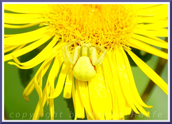 Veränderliche Krabbenspinne (Misumena vatia) auf Weidenblättrigem Alant (Pentanema salicinum), Juli 2019, Land Brandenburg