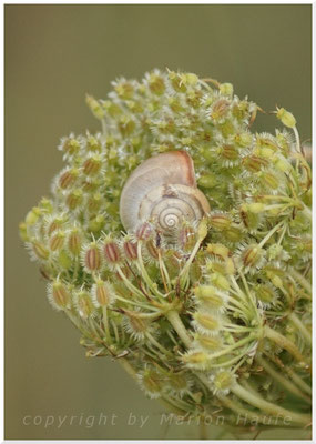 Unbestimmte Schnecke, 31.07.2016, Land Brandenburg