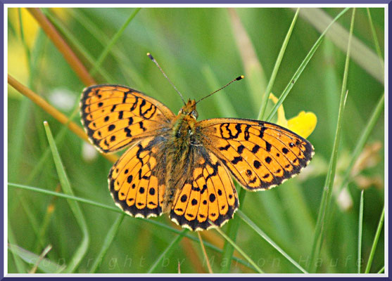 Mädesüß-Perlmutterfalter (Brenthis ino), 28.06.2015, Land Brandenburg