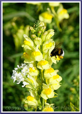 Echtes Leinkraut (Linaria vulgaris) mit Dunkler Erdhummel (Bombus terristris), Juli 2019, Staaken/Berlin