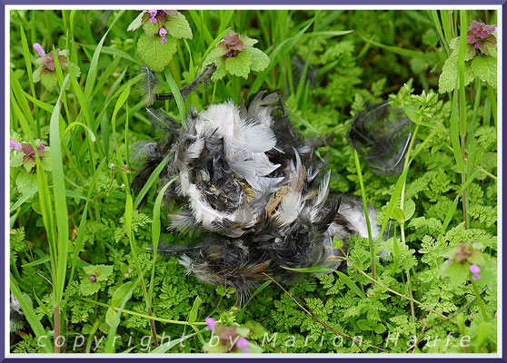 Zerstörtes Schwanzmeisen-Nest (Aegithalos caudatus), April 2017, Staaken/Berlin