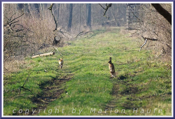 Manchmal treffen sich Fuchs und Feldhase auf einem Waldweg, April, Land Brandenburg.