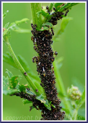 Unbestimmte schwarze Blattläuse mit unbestimmten Ameisen an einem Rainfarn-Stängel (Tanacetum vulgare), Juli 2019, Staaken/Berlin