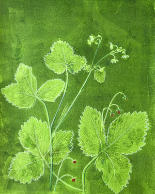 Alpine Strawberry, original monotype, 11x14in in white 14x16in mount £40