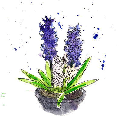 Hyacinth 5x5in