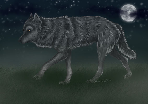 grauer Wolf in der Nacht