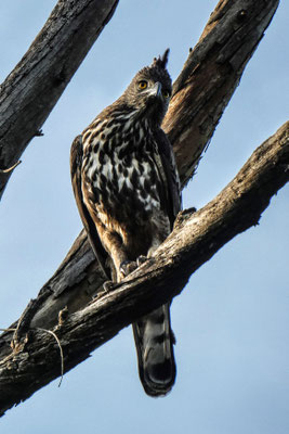 Haubenadler Hurulu Eco Park