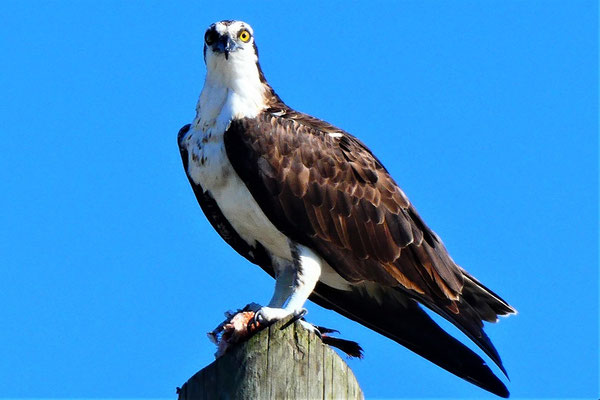 Everglades Nationalpark